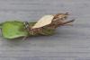 Proutia betulina